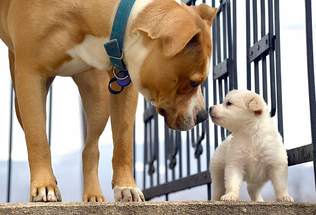 Perro adulto con cachorro